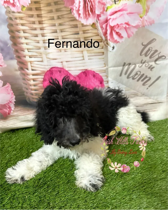 Fernando