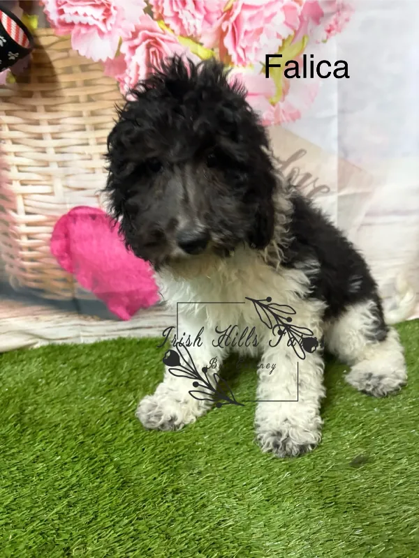 Falicia
