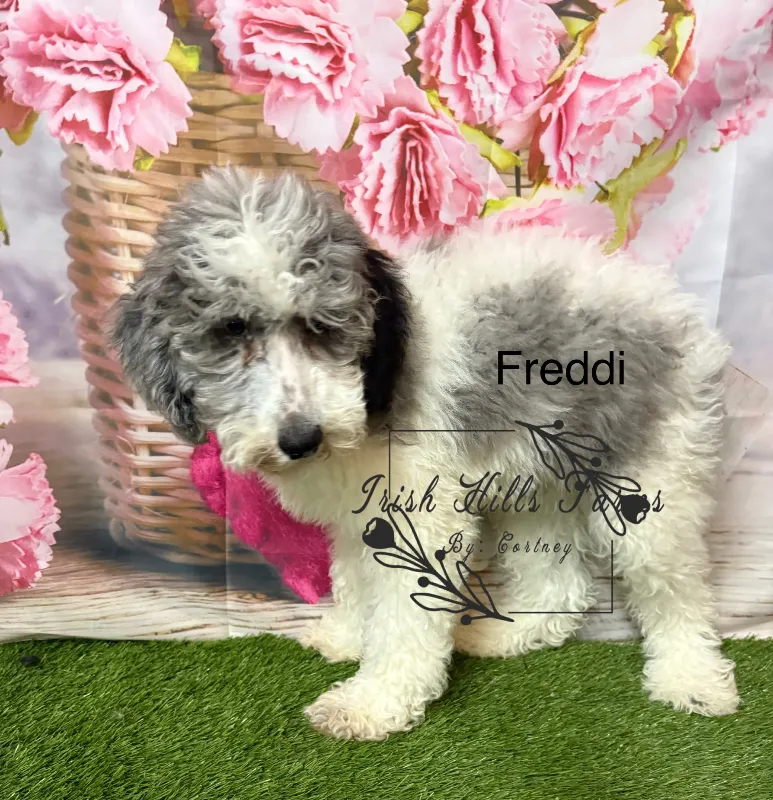 Freddi
