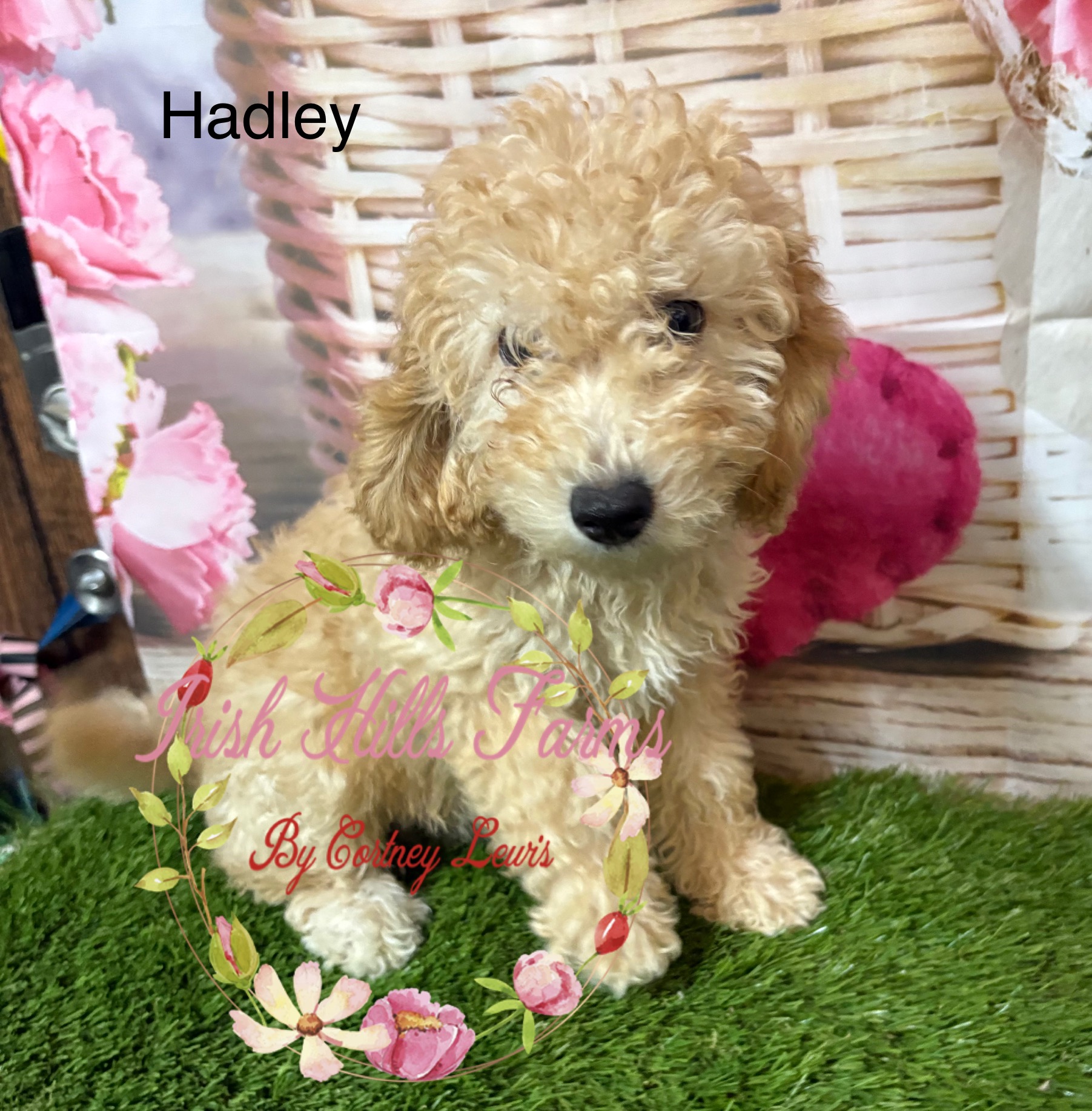 Hadley