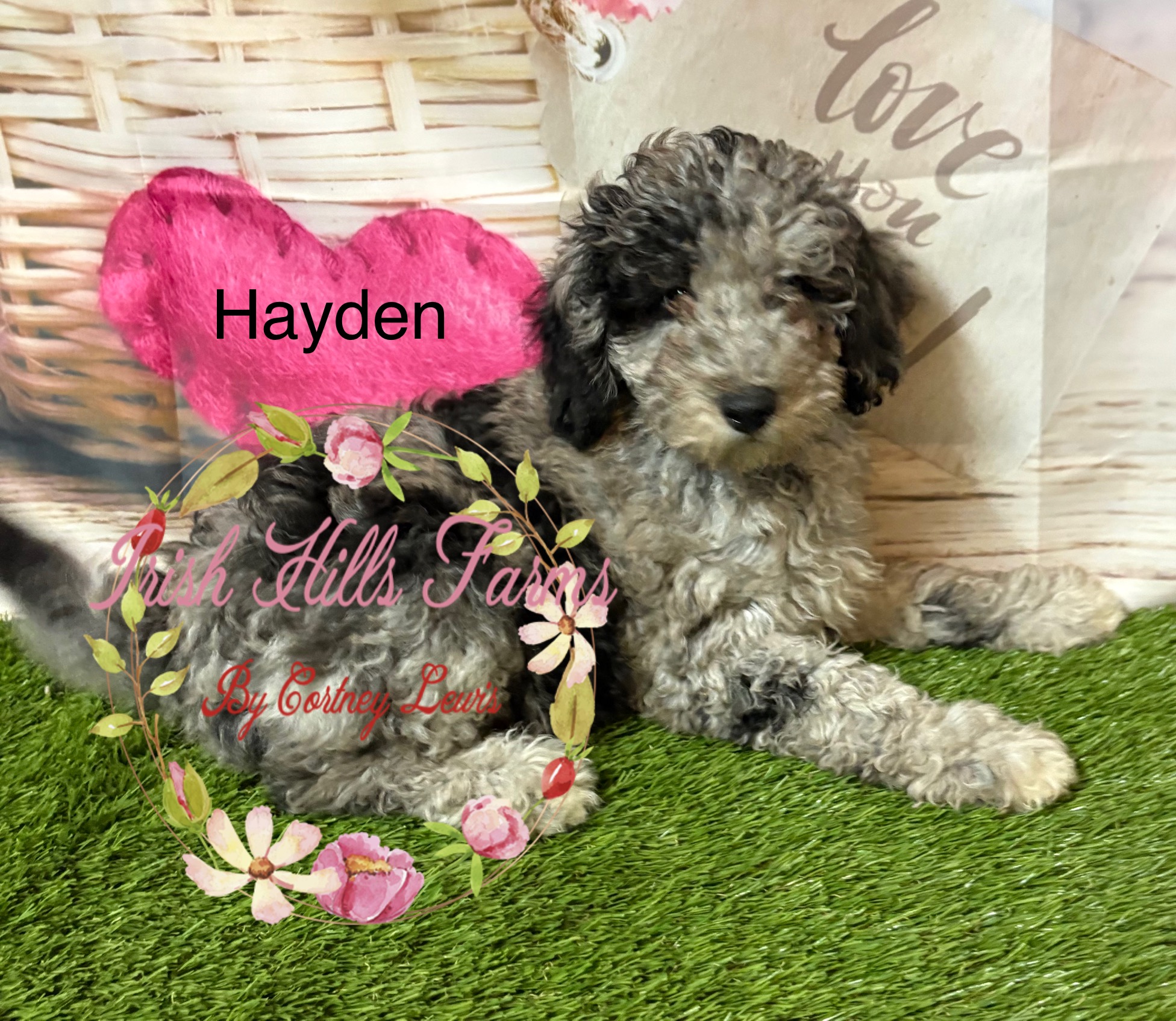 Hayden