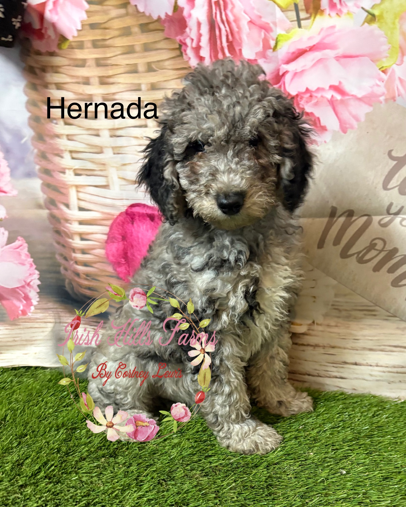 Hernanda