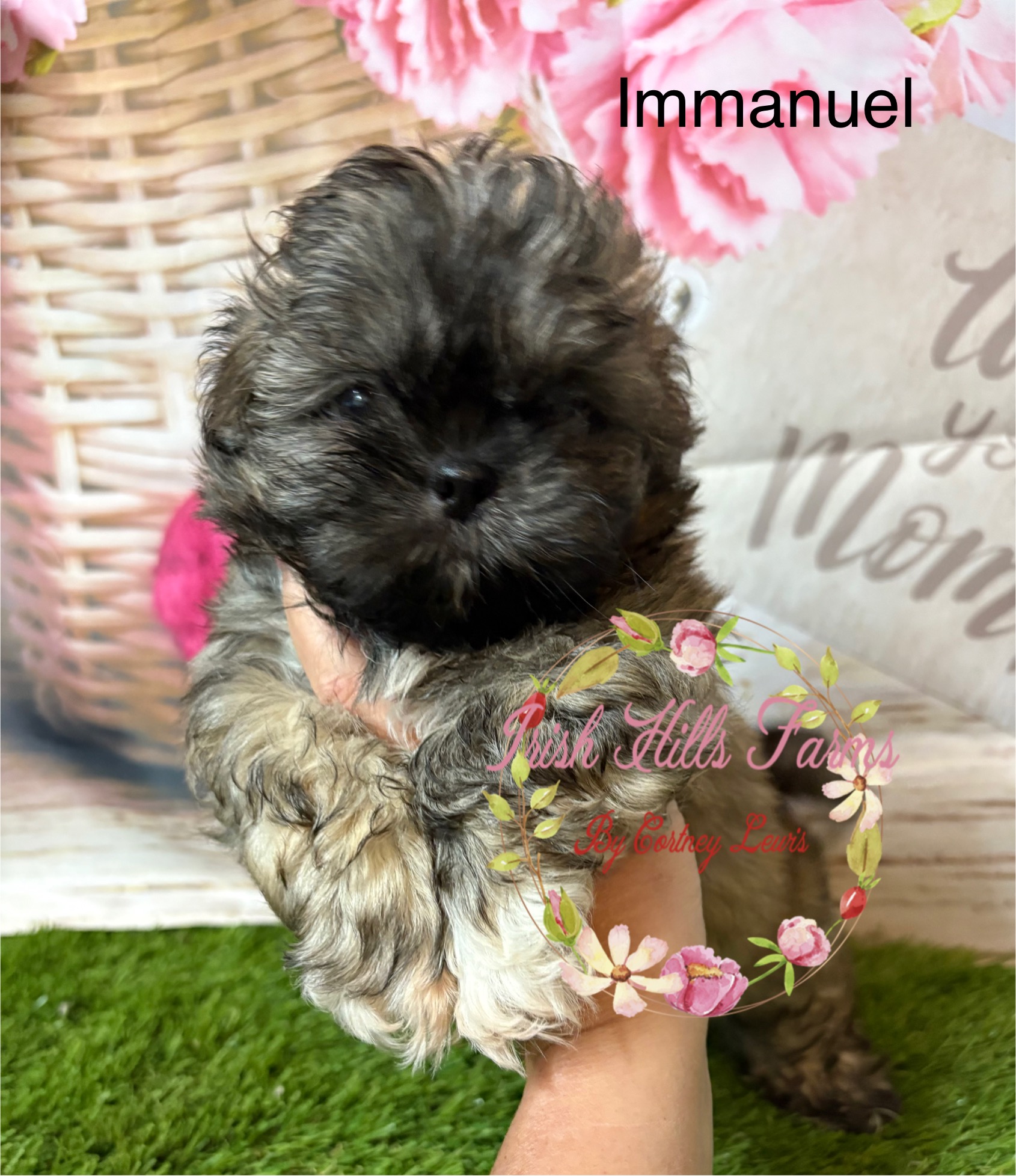 Immanuel