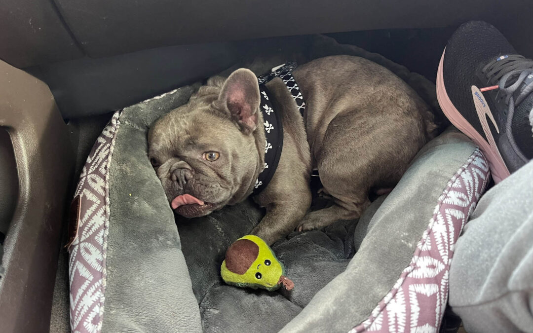 Louie – 4 years old