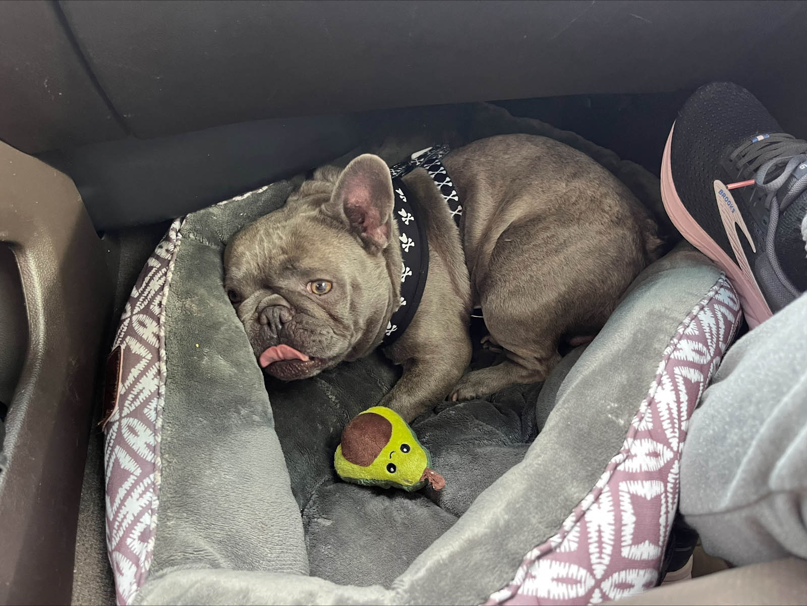 Louie – 4 years old
