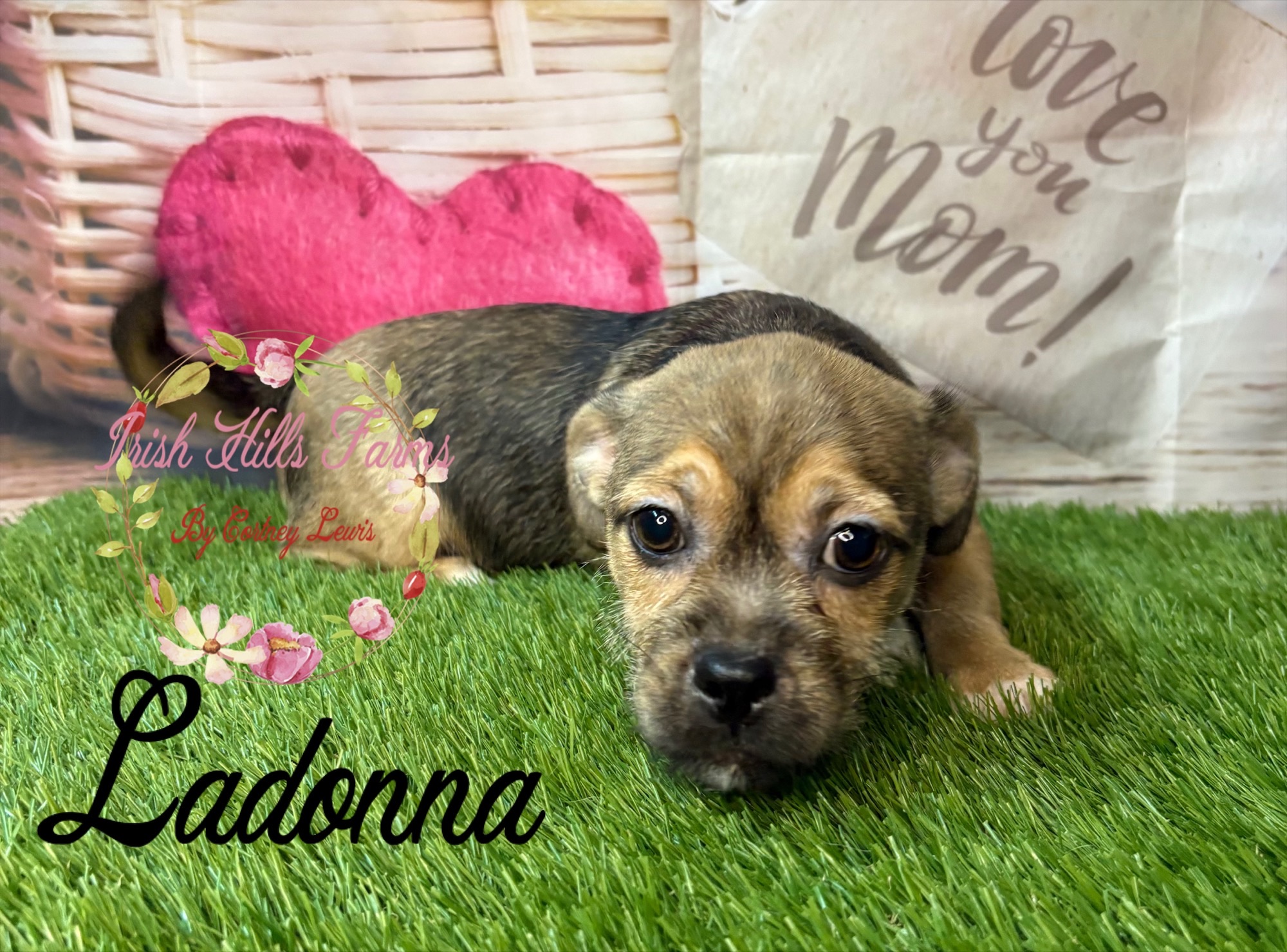 Ladonna