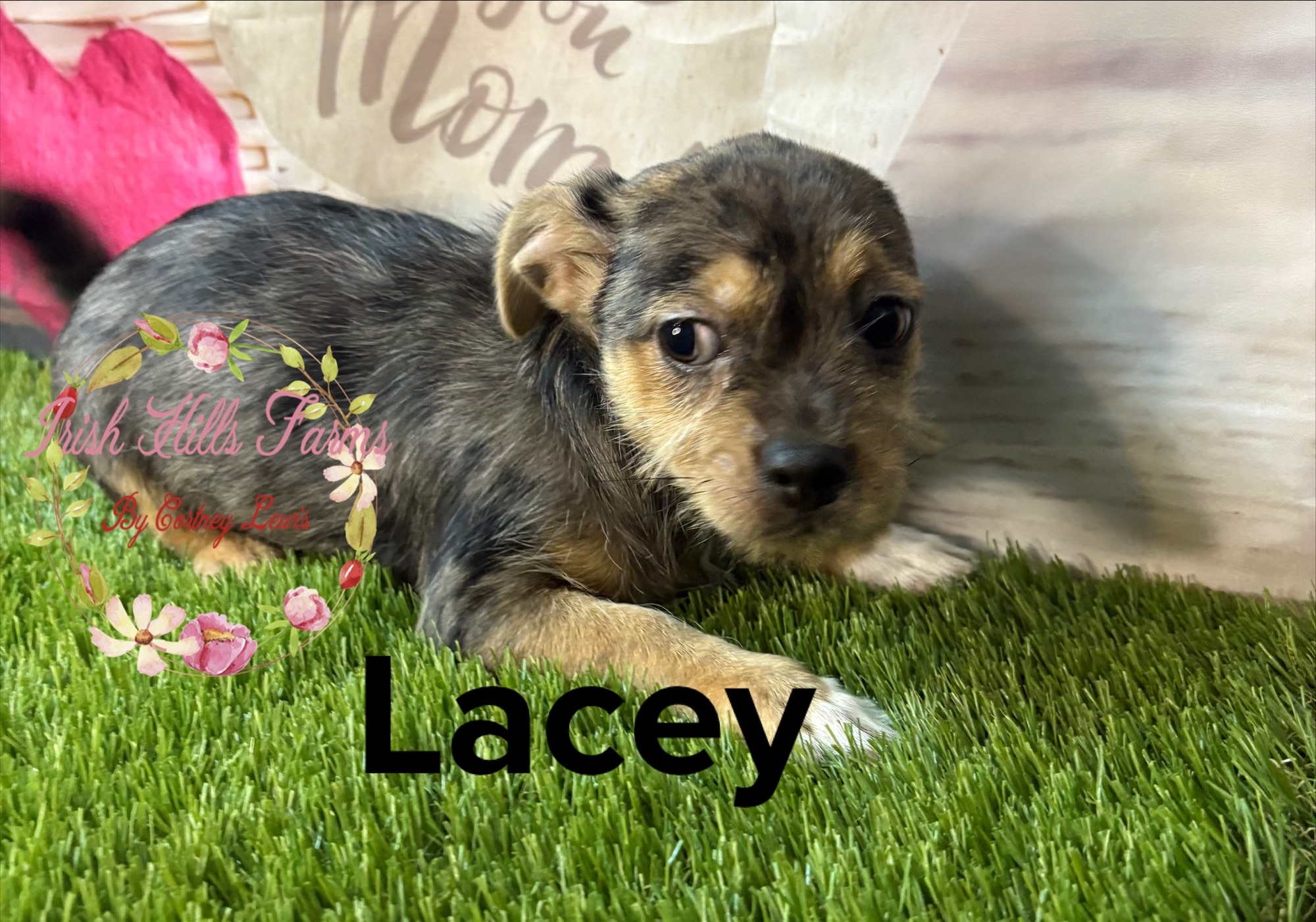 Lacey