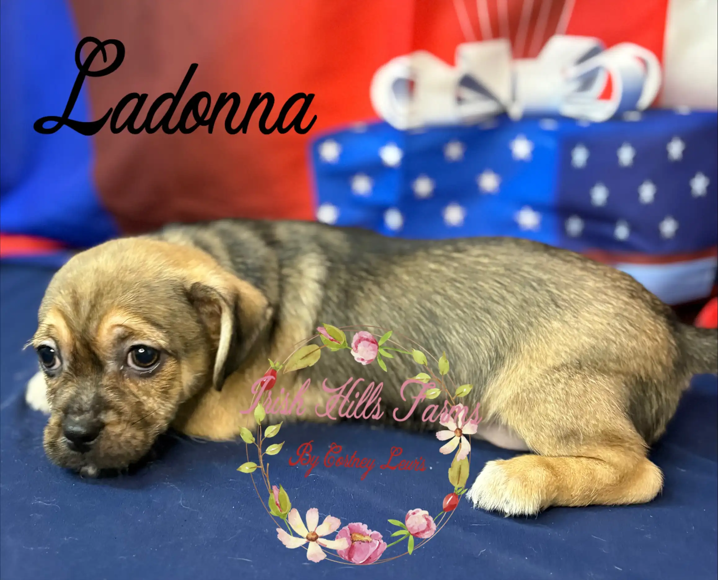 Ladonna