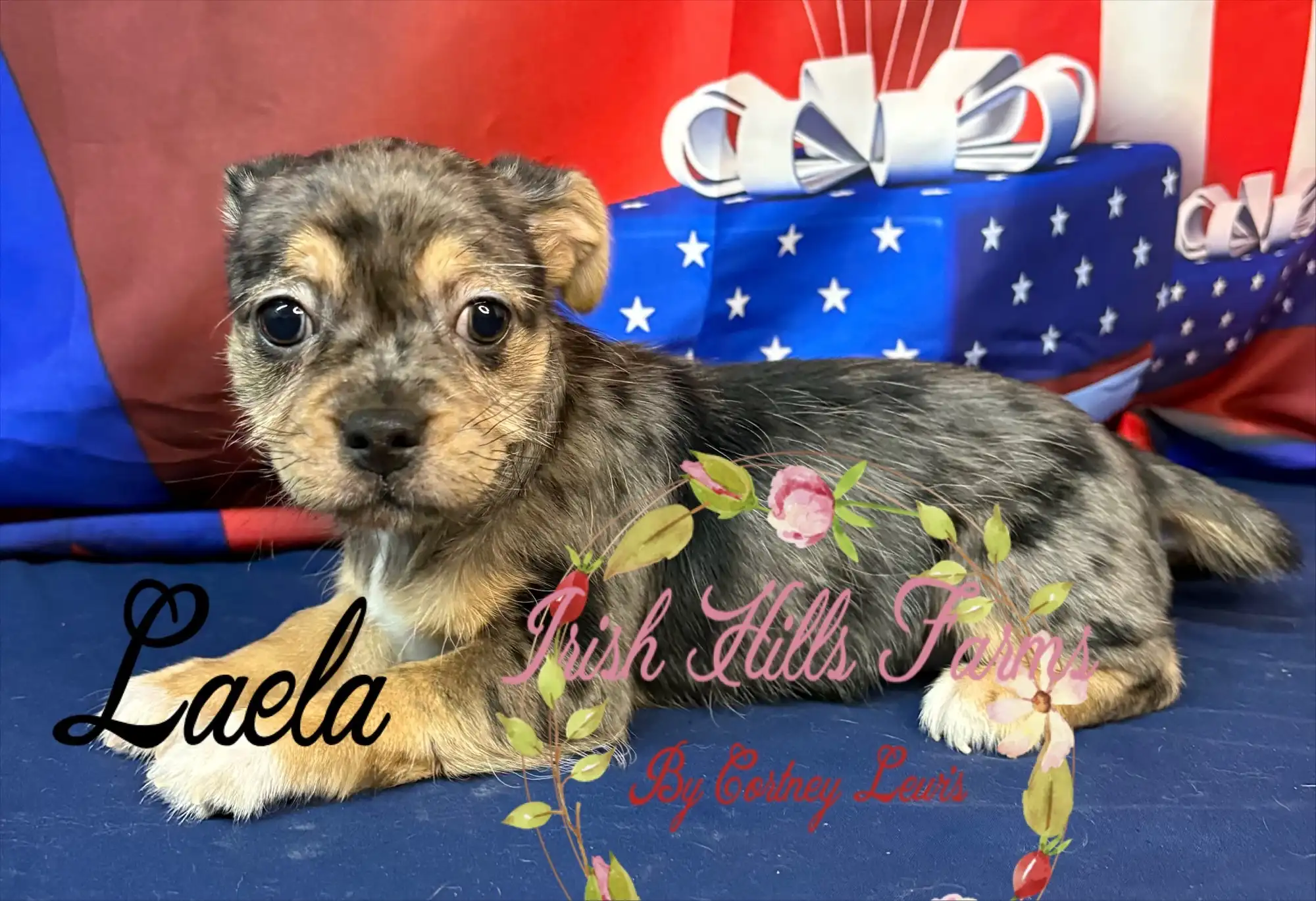 Laela