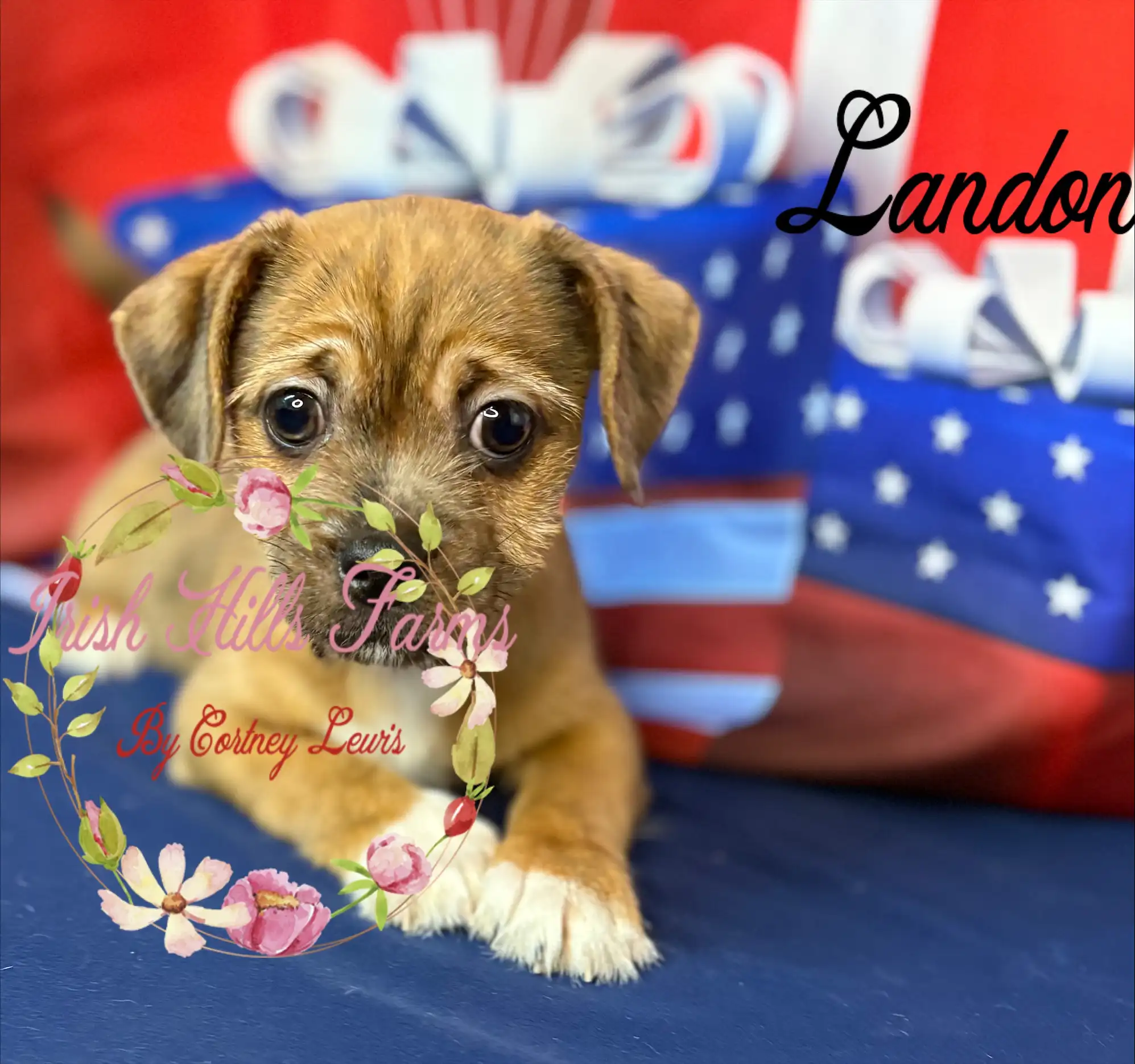 Landon