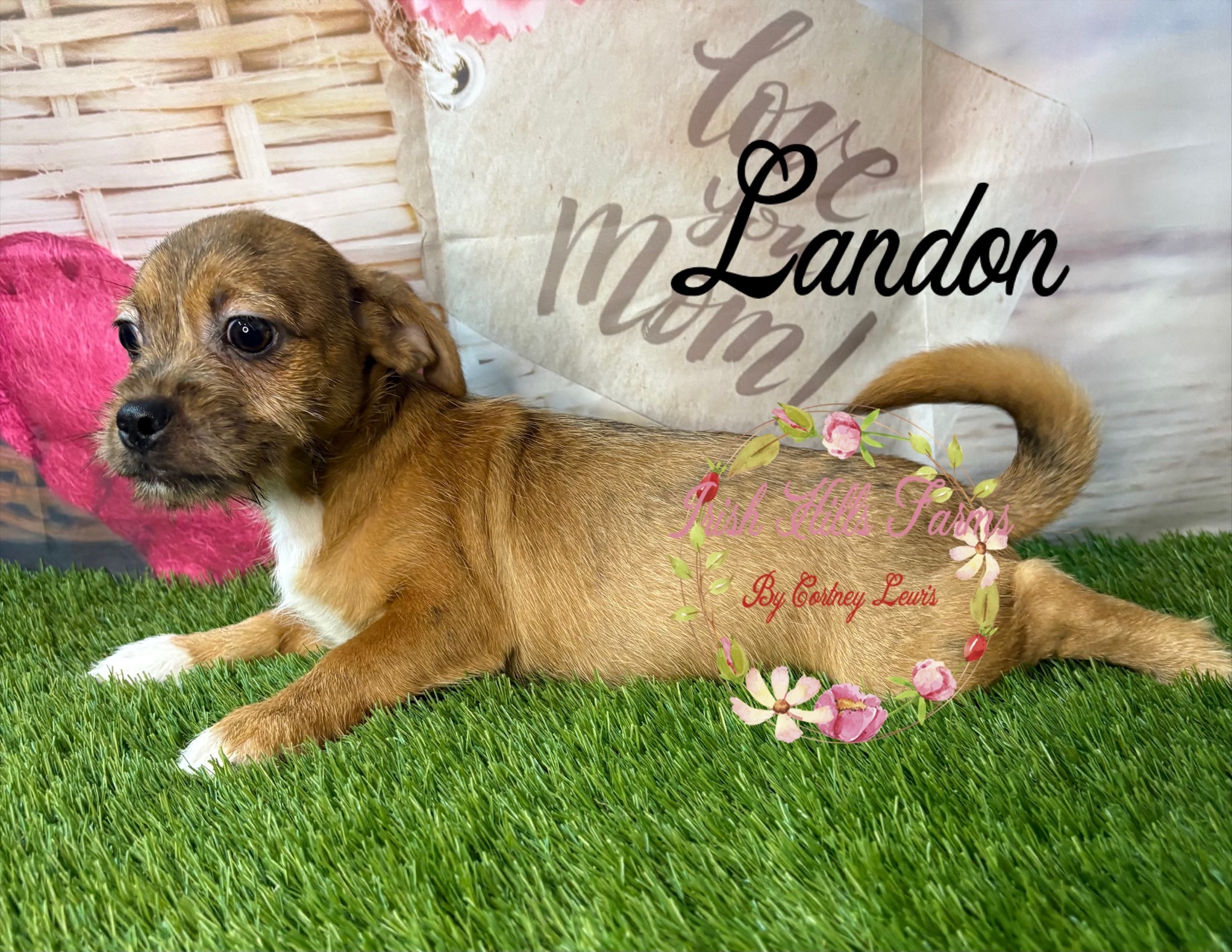 Landon