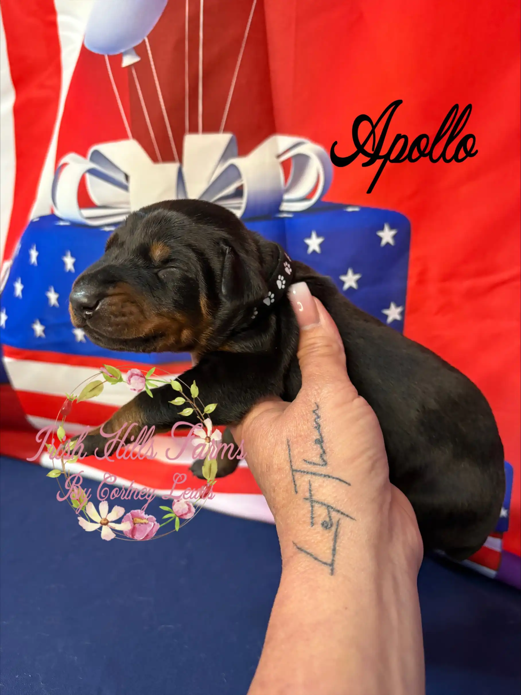 Apollo