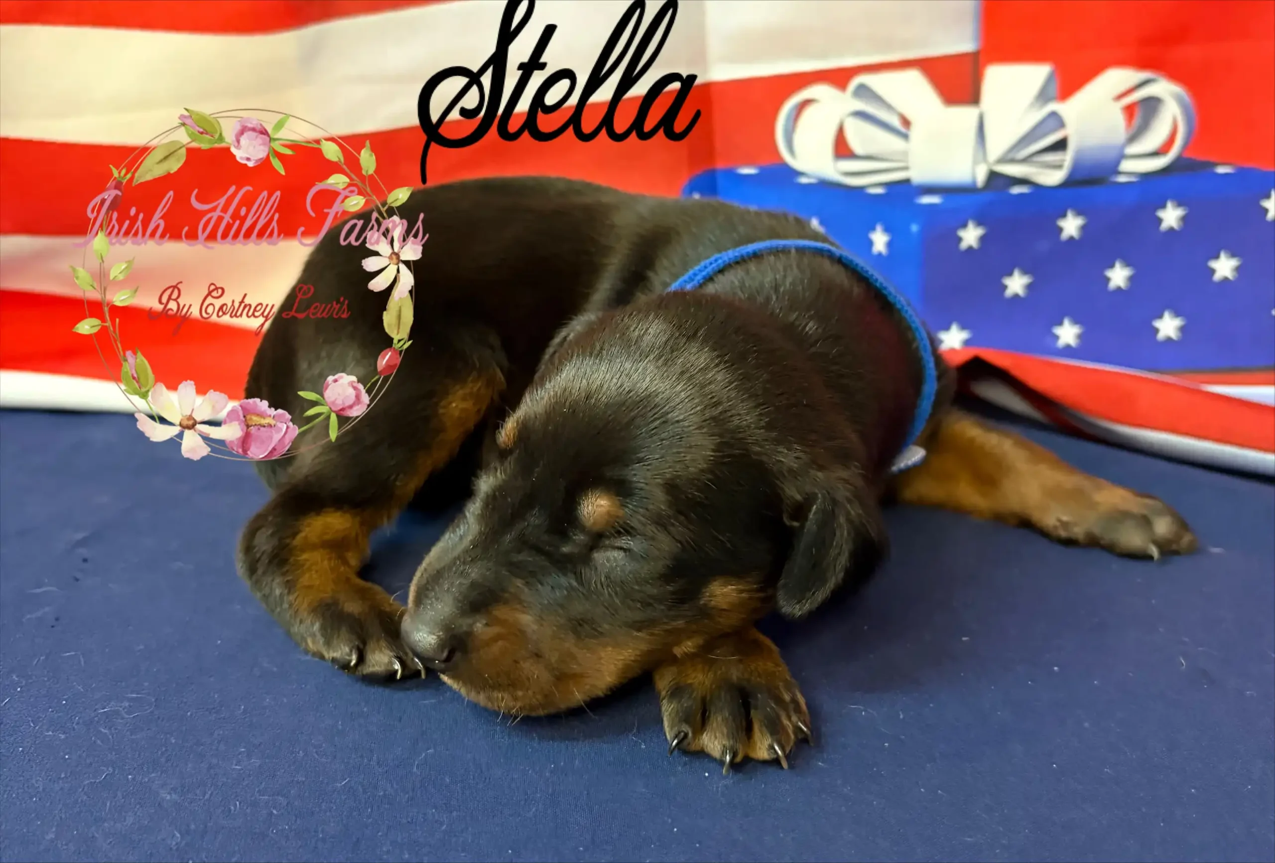 Stella