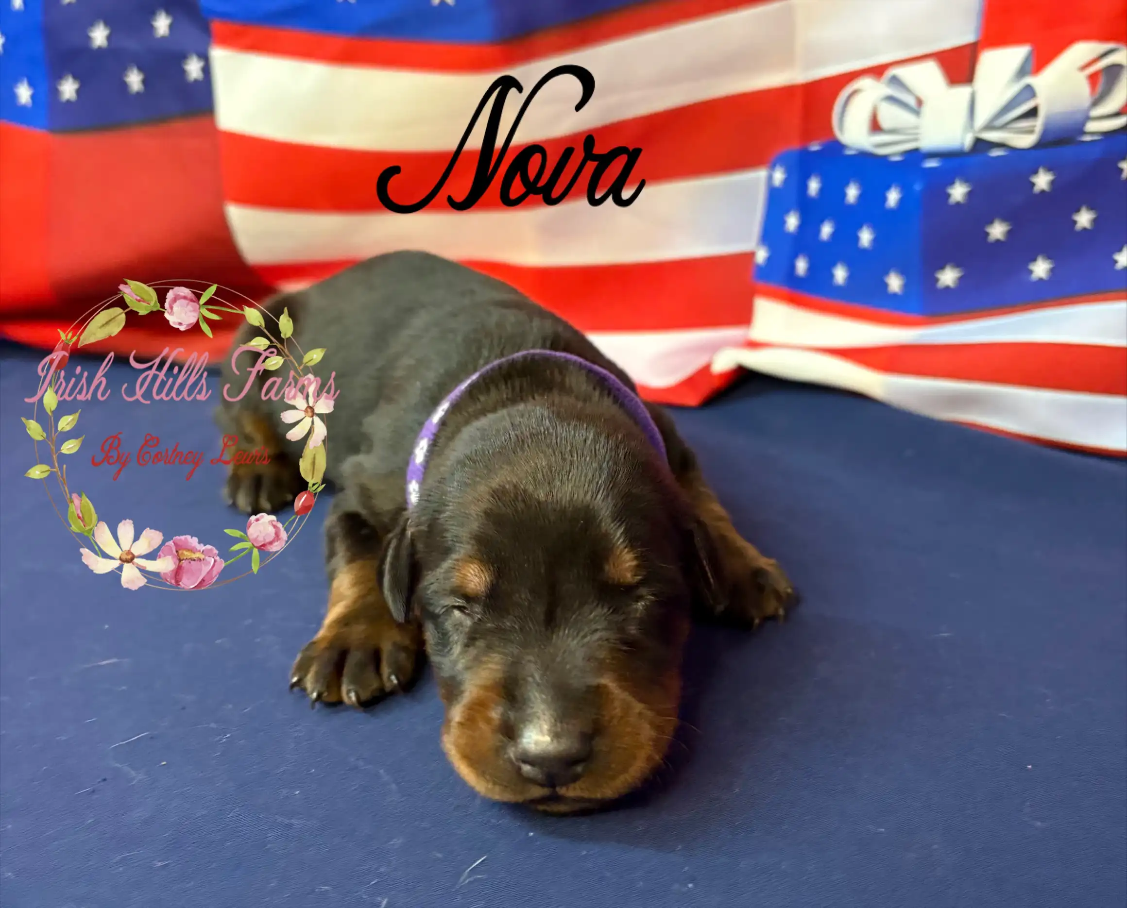 Nova