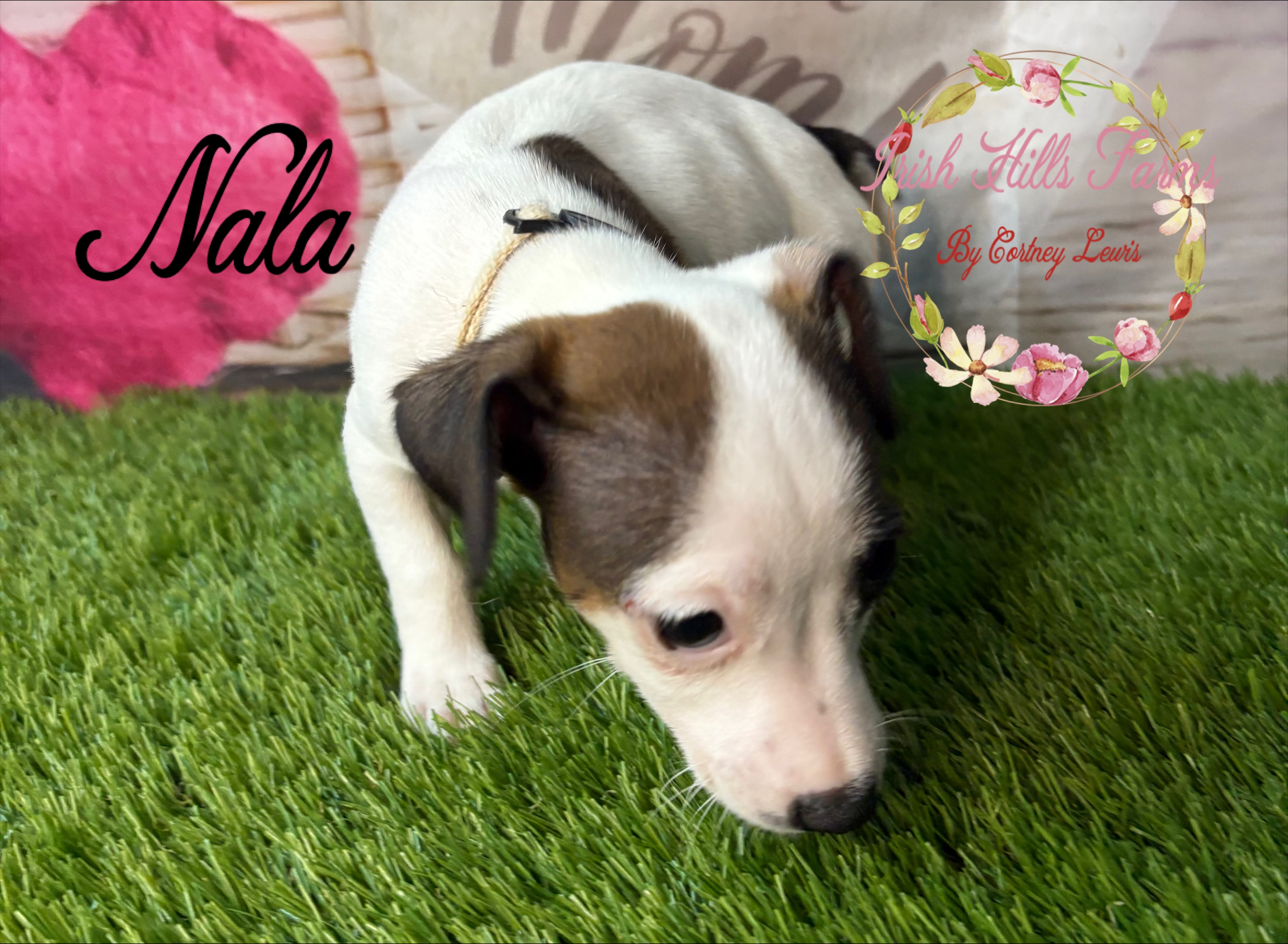 Nala
