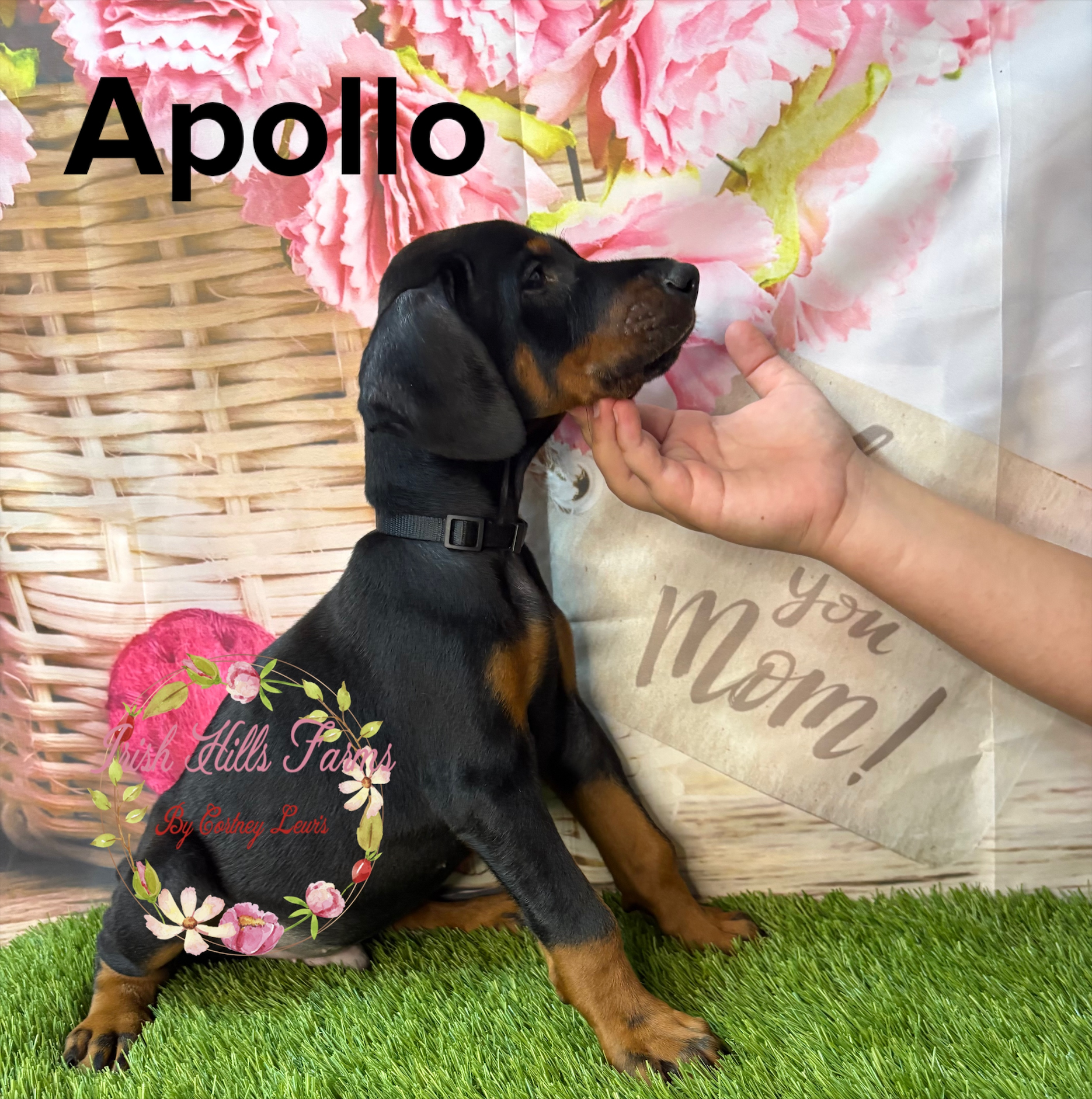 Apollo