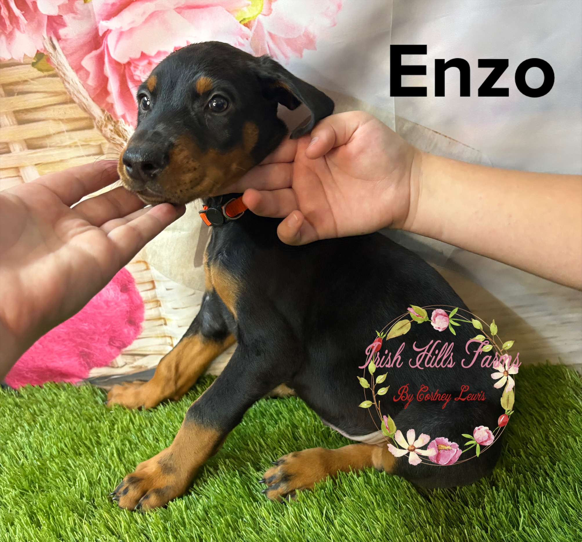 Enzo