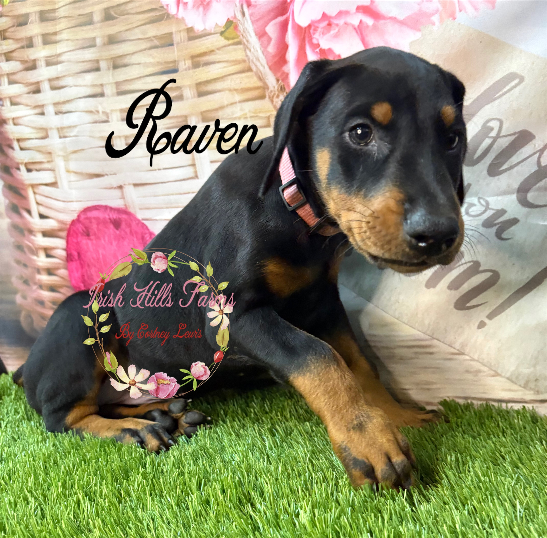 Raven