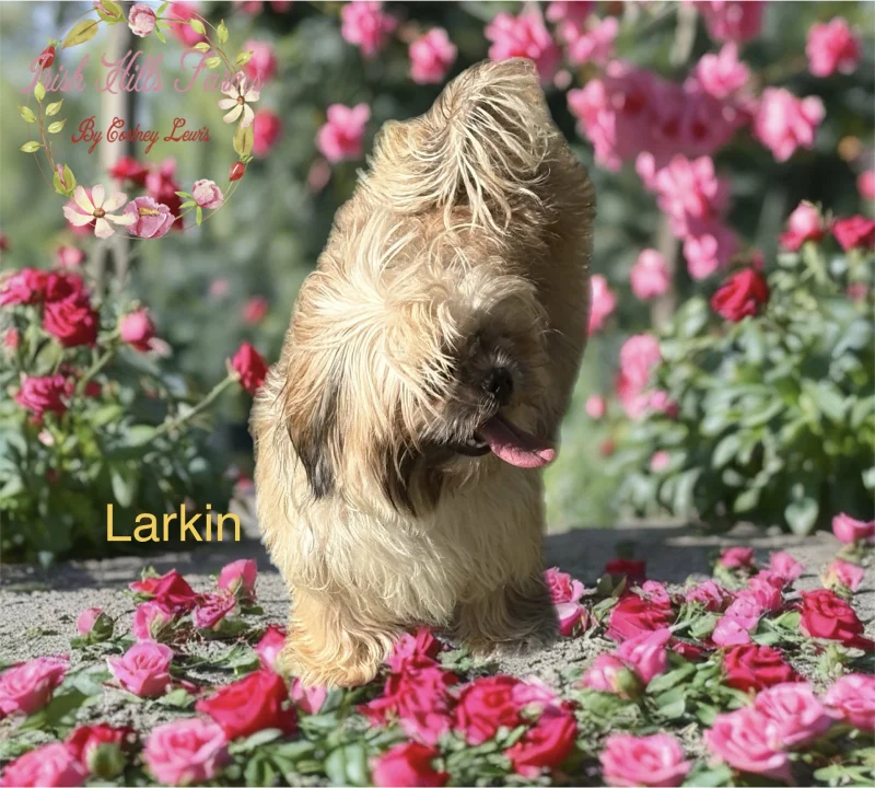 Larkin