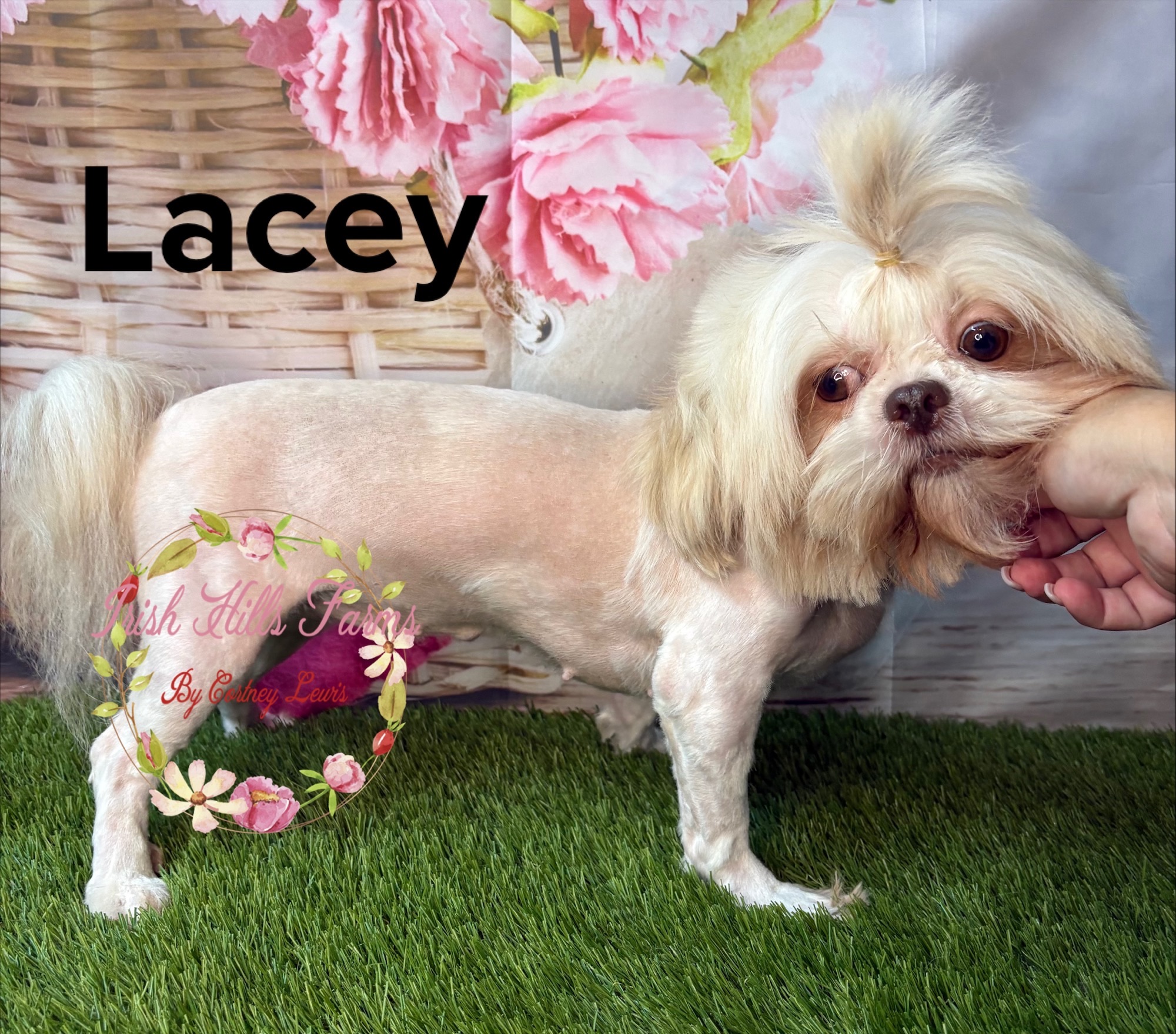 Lacey