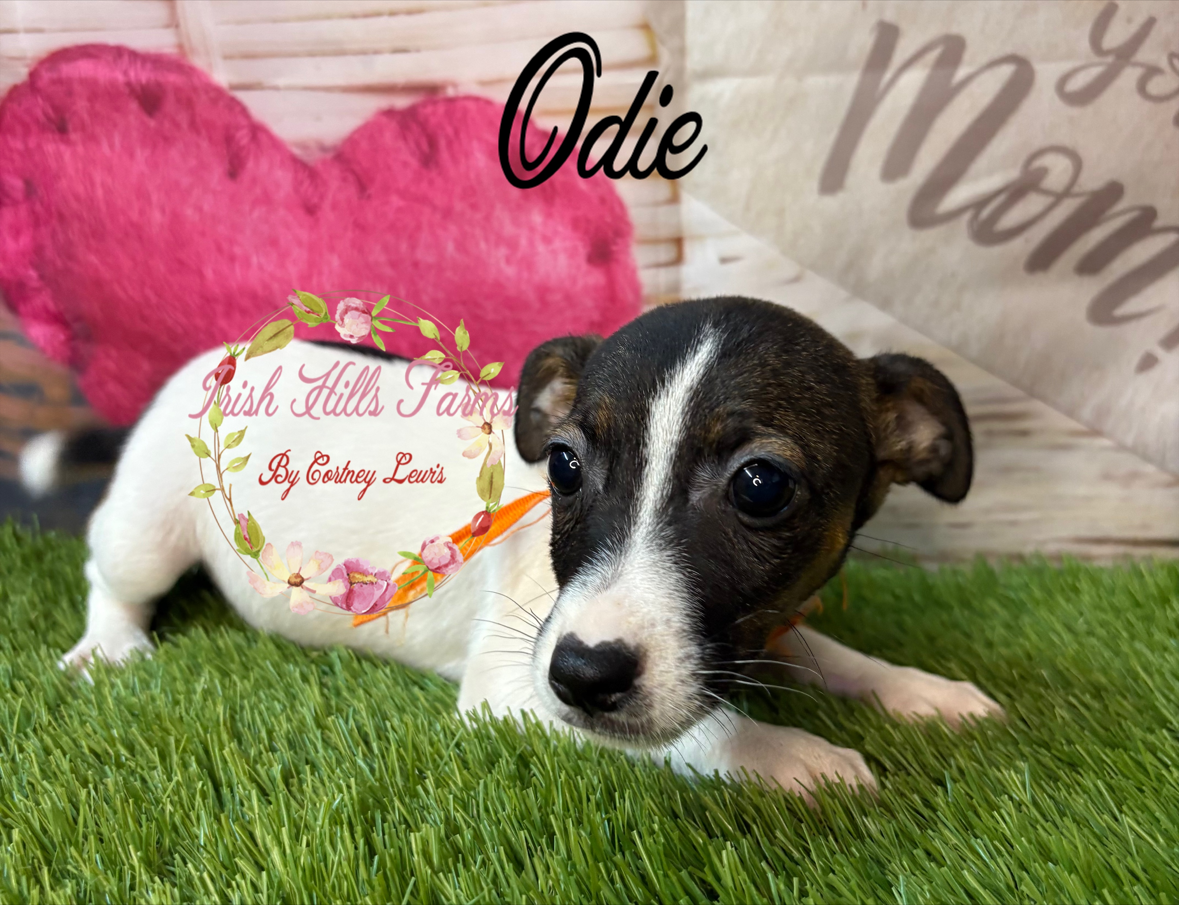 Odie