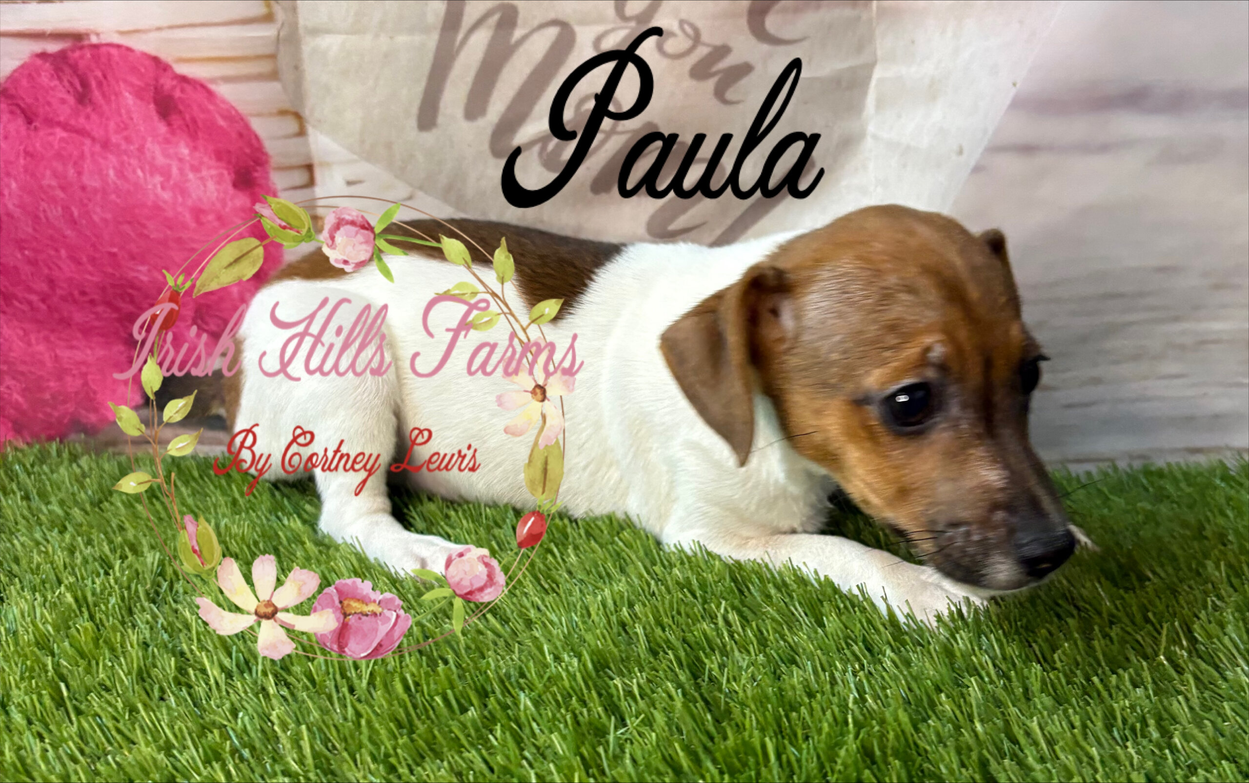 Paula