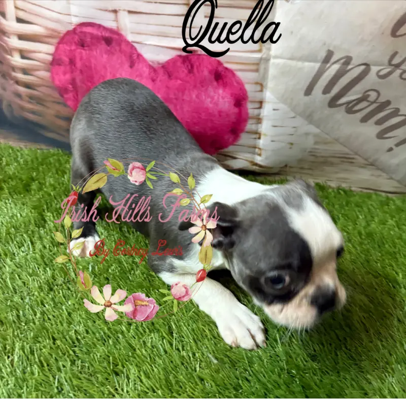 Quella