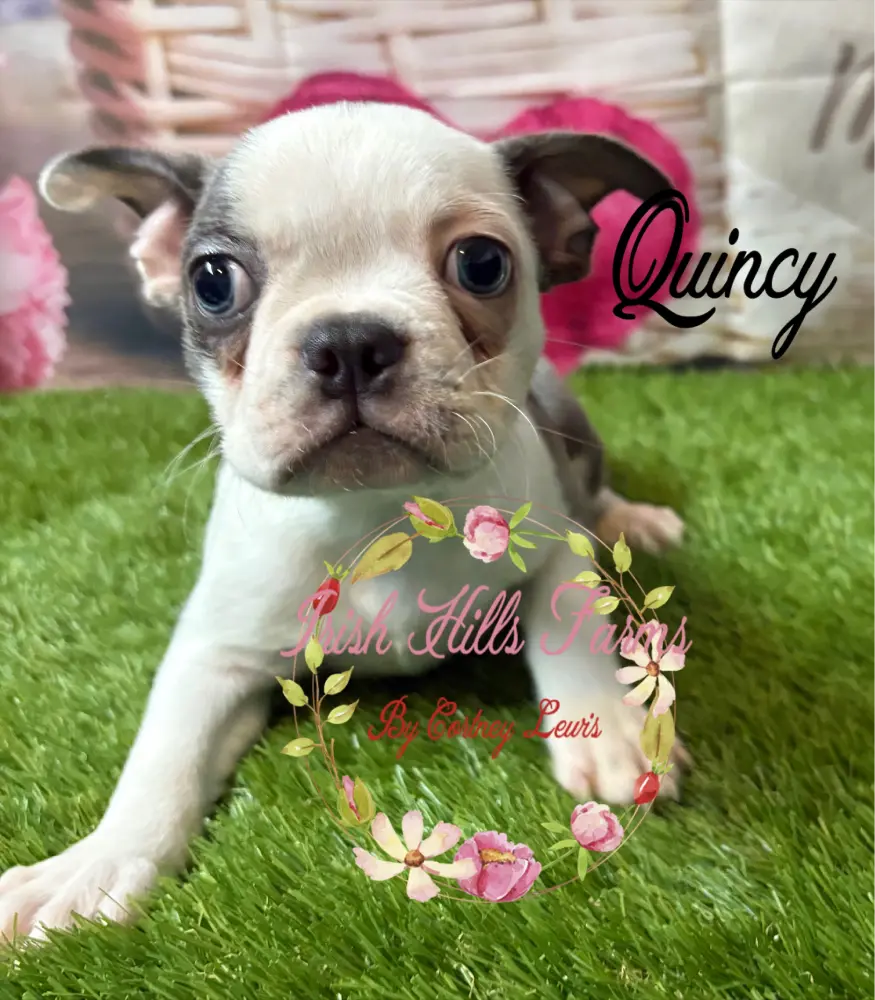 Quincy